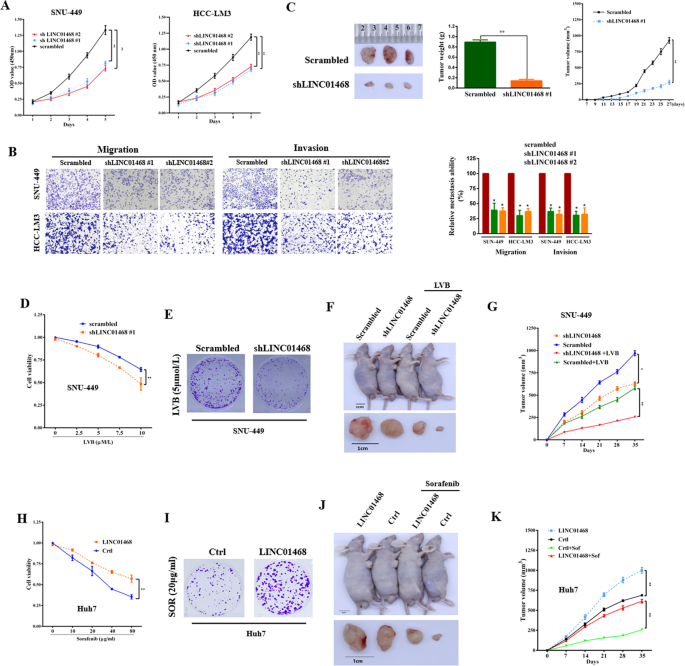 Fig. 2: LINC01468 silencing suppresses the chemoresistance of HCC cells and inhibits HCC tumorigenesis by lipid metabolism.