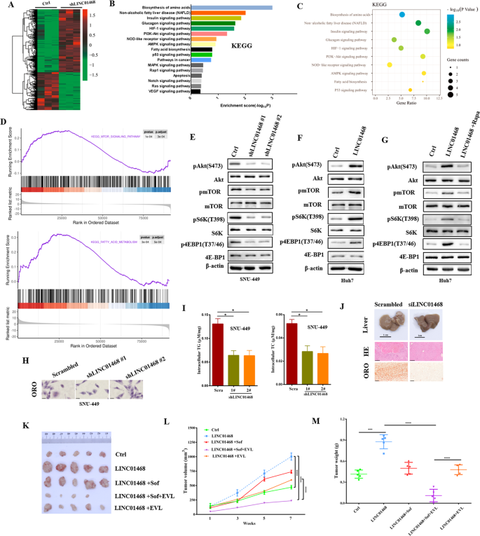 Fig. 3: LINC01468 activates Akt/mTOR signaling pathway.