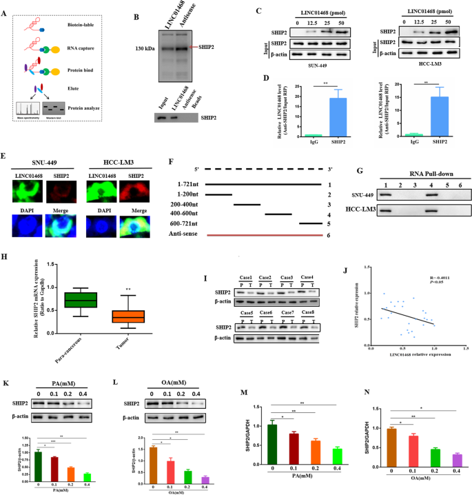 Fig. 4: LINC01468 directly binds with SHIP2.