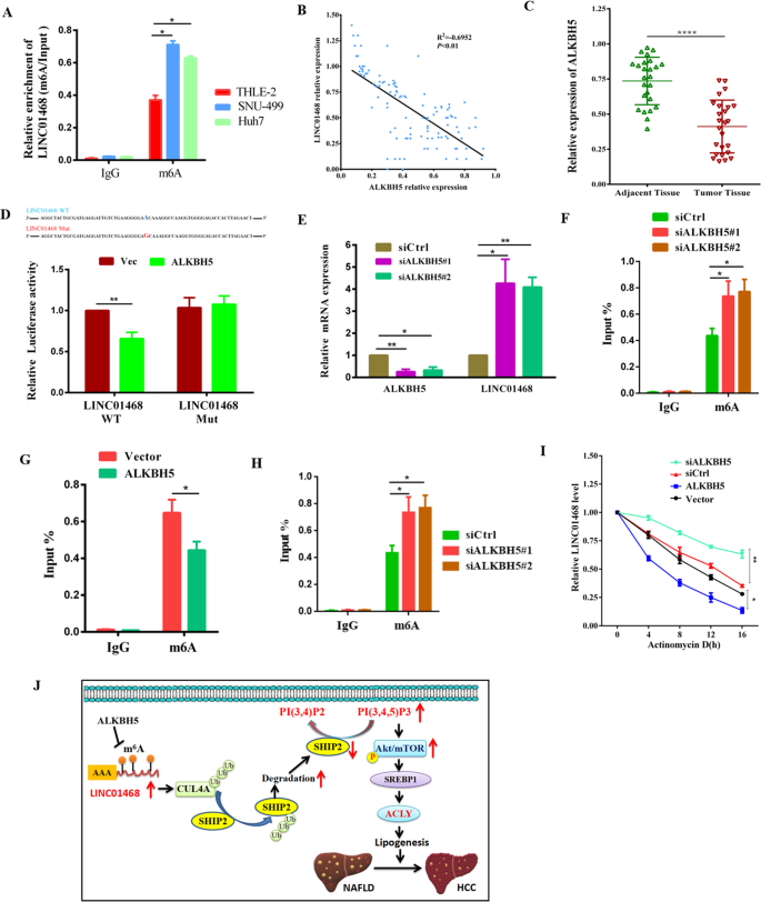 Fig. 8: m6A modification mediated by ALKBH5 upregulates LINC01468.
