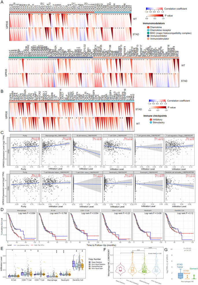 Fig. 6: GPR35 links infiltration of immune cells in GC tumors.
