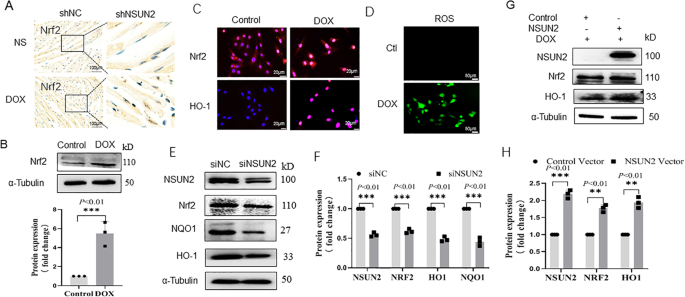 Fig. 5: NSUN2 upregulates Nrf2-mediated antioxidant stress in myocardial cells in DOX-induced myocardial injury.
