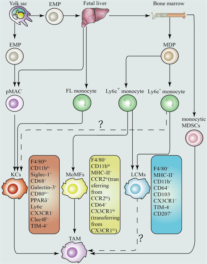 Targeting tumor-associated macrophages in hepatocellular carcinoma:  biology, strategy, and immunotherapy | Cell Death Discovery