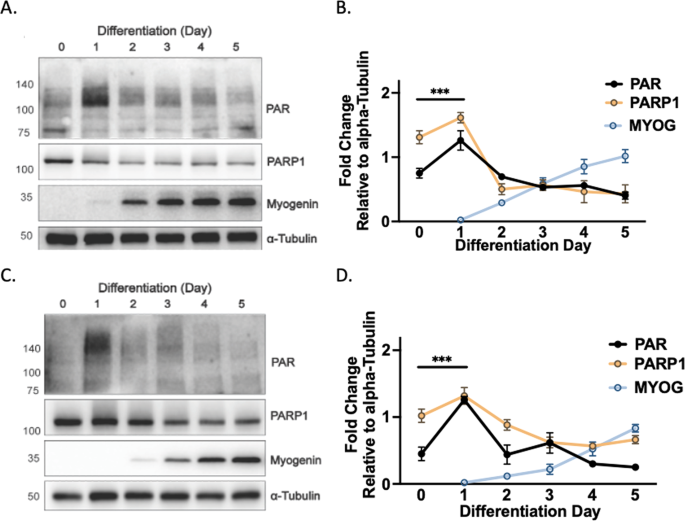 Fig. 1: PARP1 and PARylation are dynamic during myogenesis.