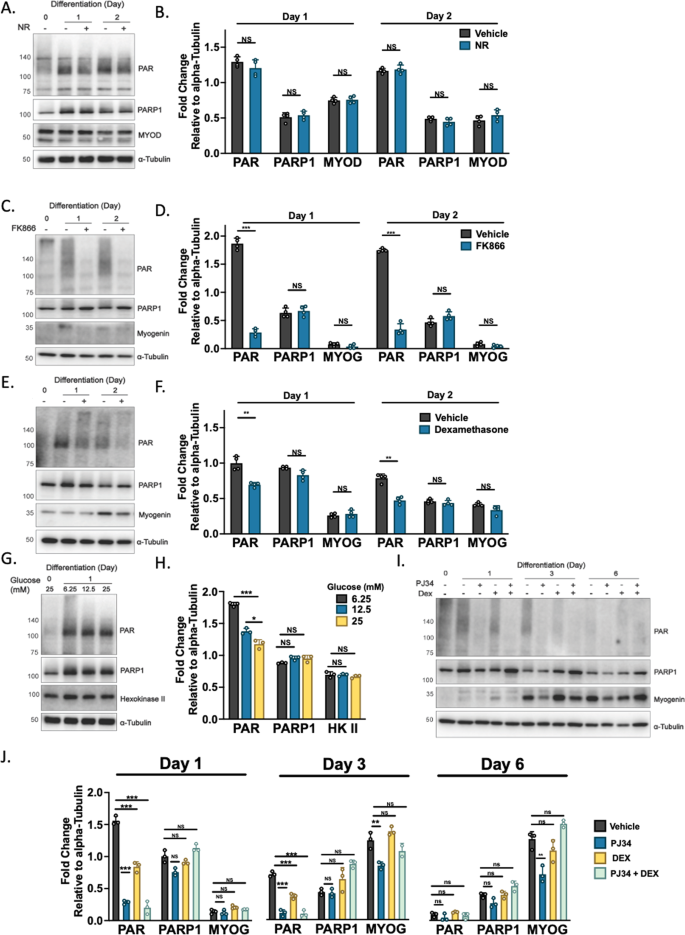 Fig. 2: PARP1 and PARylation in differentiating myoblasts are sensitive to changes in metabolism.