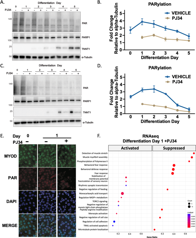 Fig. 3: Modulation of PARylation during myogenesis.
