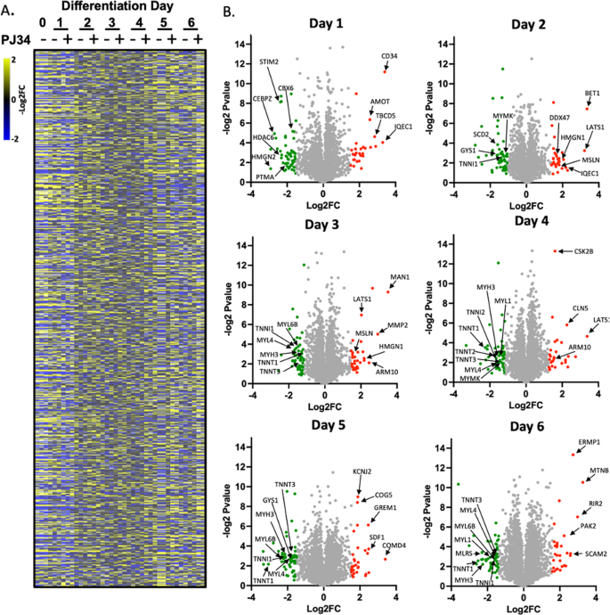 Fig. 4: The PARP1-regulated proteome in differentiating skeletal muscle.