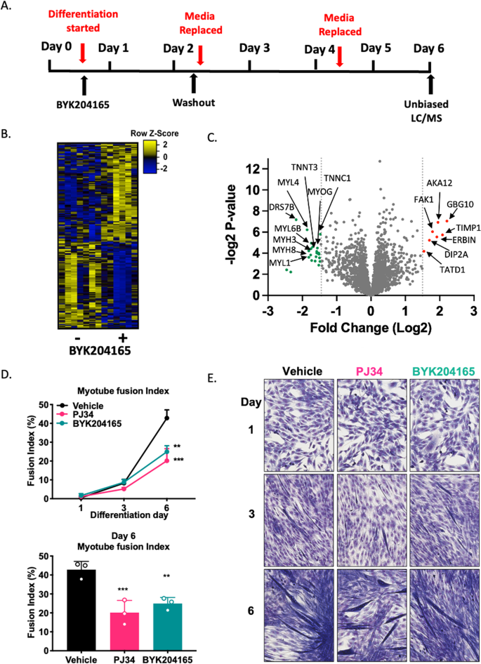 Fig. 5: PARP1-mediated PAR events on Day 1 impact the myogenic trajectory.