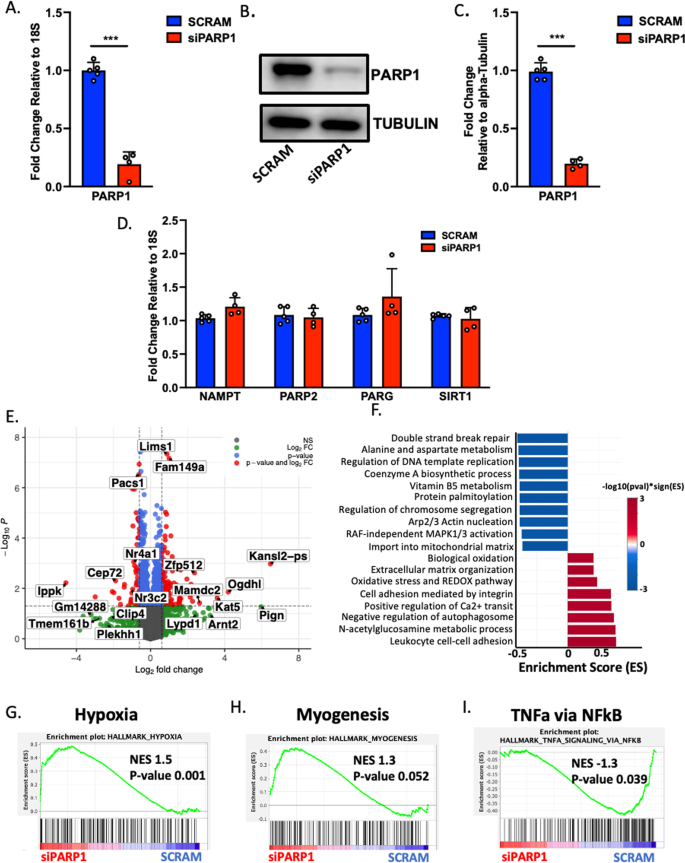 Fig. 6: PARP1 transcriptome in myoblasts.