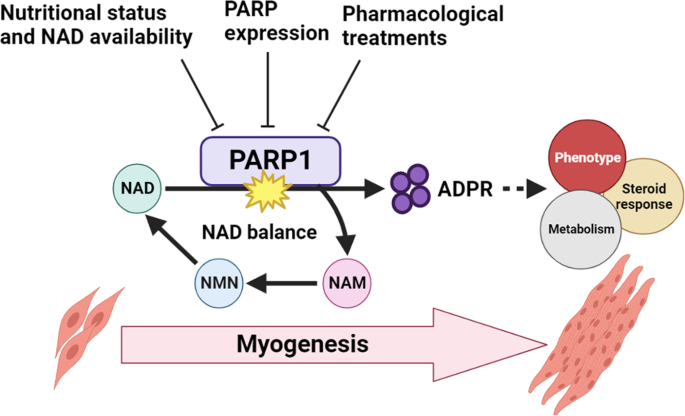 Fig. 8: PARP1-driven PARylation targets during early-stage differentiation and is central to proper development of the contractile unit.