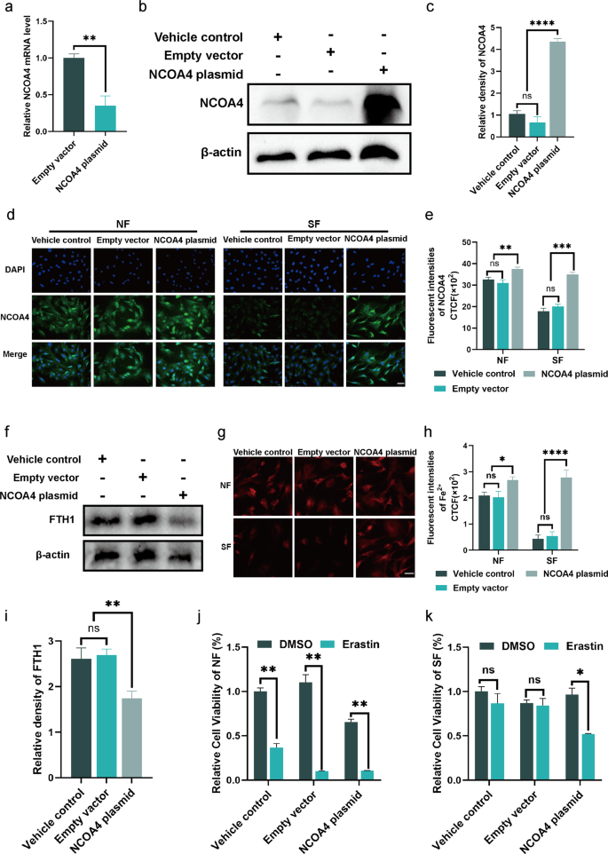 Fig. 4: Overexpression of NCOA4 repaired the ferritinophagy in senescent fibroblast.