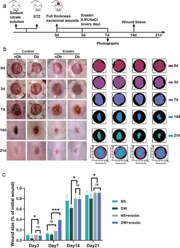 Fig. 5: Inducing ferroptosis increases increases the rate of wound healing in vivo.
