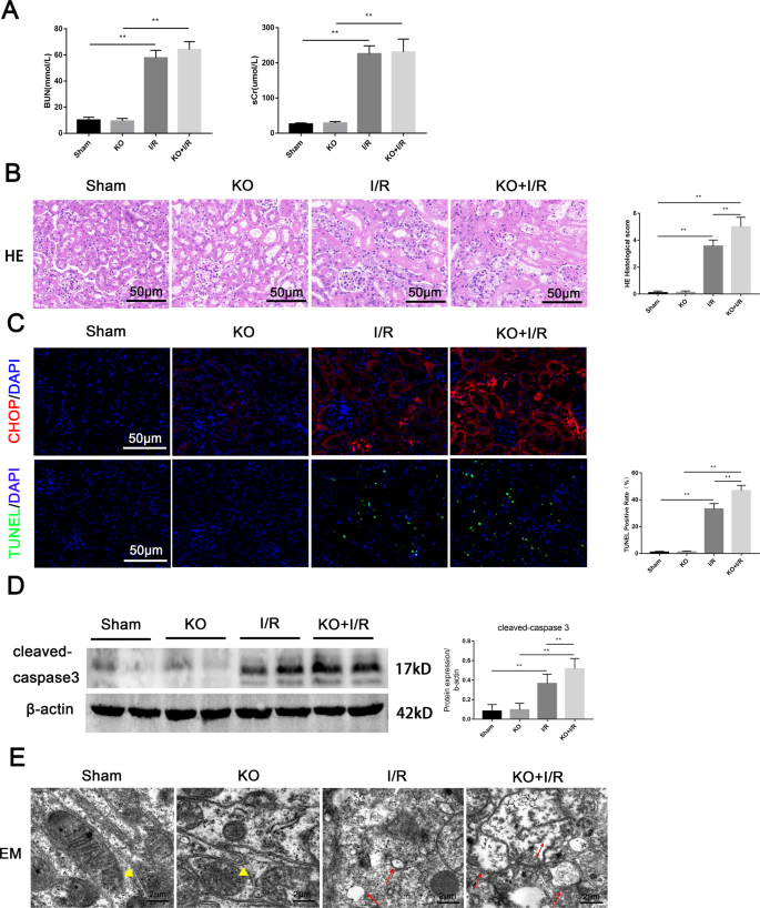 Fig. 3: VDR knockout aggravated I/R-induced renal tissue damage and apoptosis.