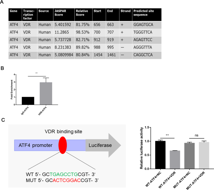 Fig. 8: ATF4 was transcriptionally regulated by VDR.
