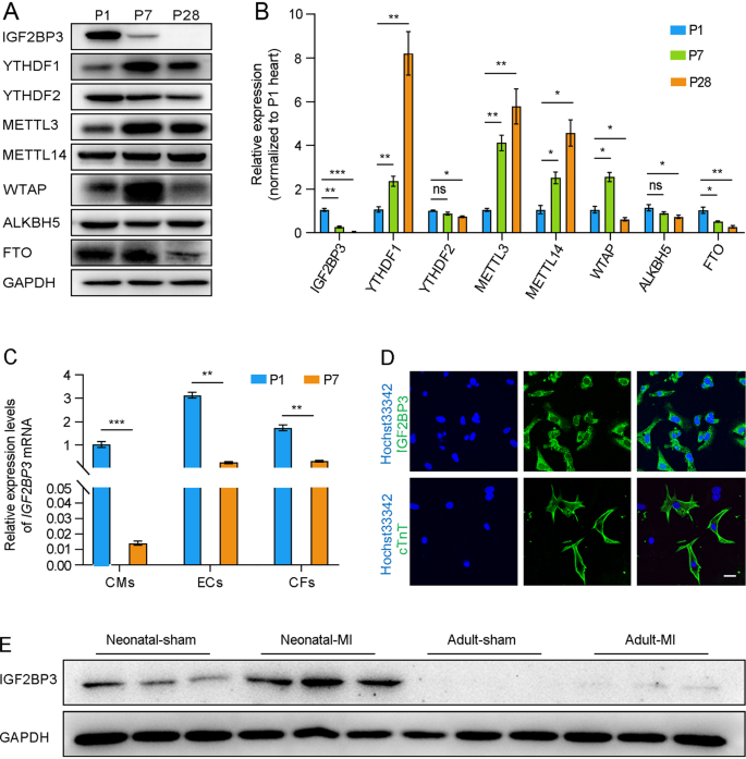 Fig. 1: IGF2BP3 expression during mouse postnatal cardiac development and after MI.
