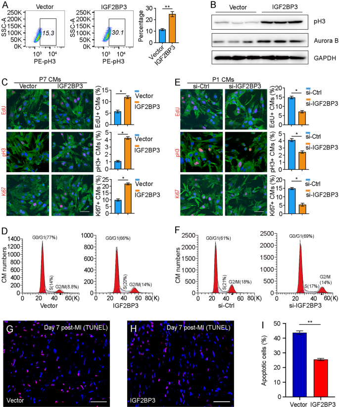 Fig. 2: IGF2BP3 promotes proliferation of postnatal CMs in vitro.