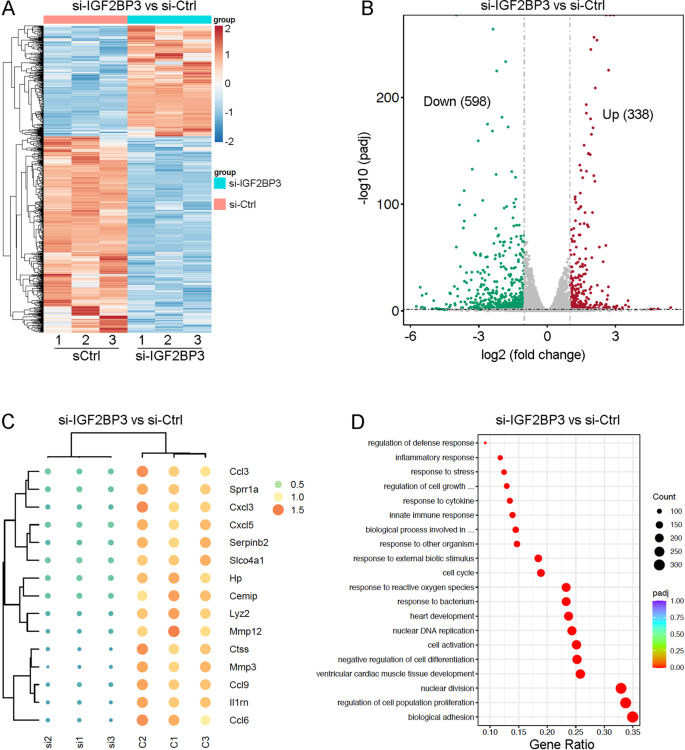 Fig. 5: RNA-seq analysis of IGF2BP3-dependent gene expression changes in P1 CMs.