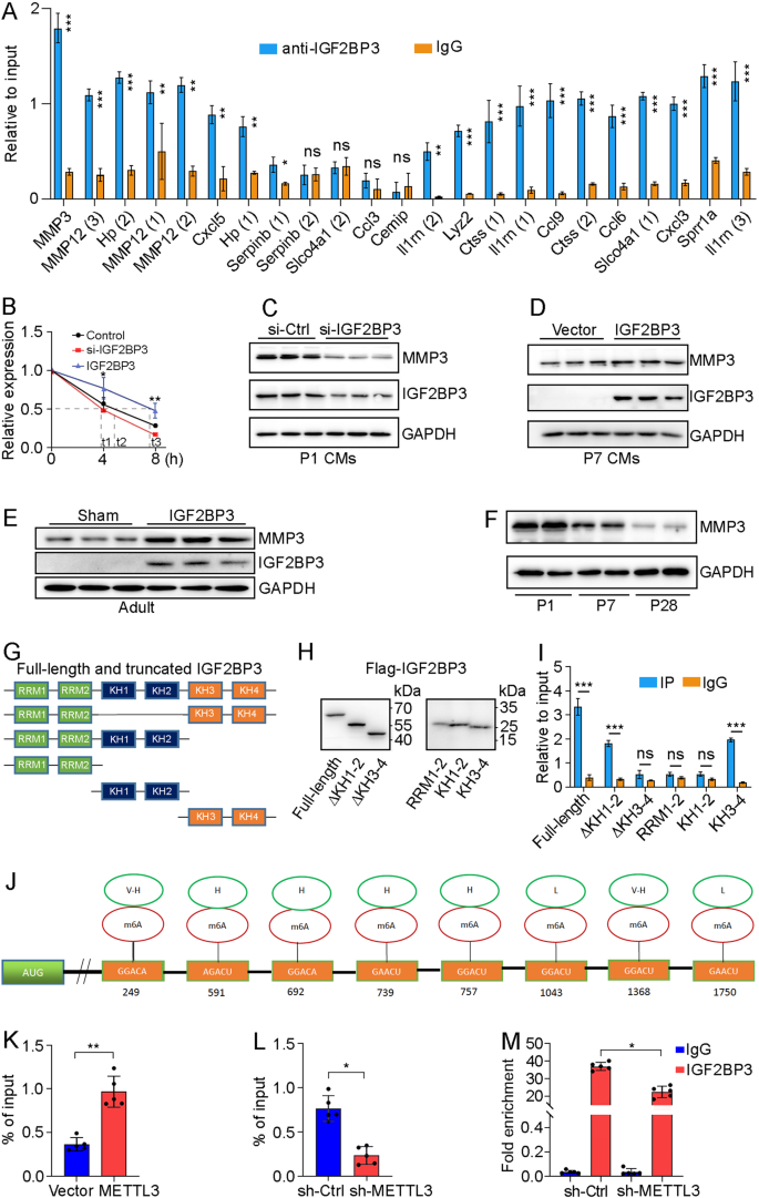 Fig. 6: IGF2BP3 binds to MMP3 mRNA through m6A modification.