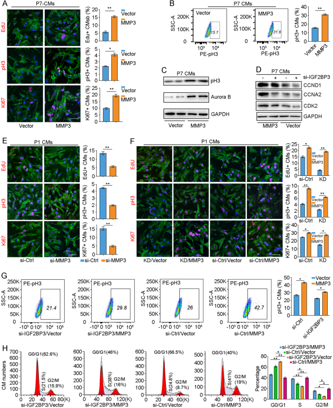Fig. 7: MMP3 functions downstream of IGF2BP3 in CM proliferation.