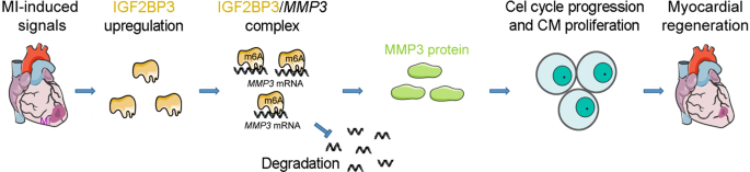 Fig. 8: Model of functional interaction between IGF2BP3 and MMP3 in cardiac regeneration.