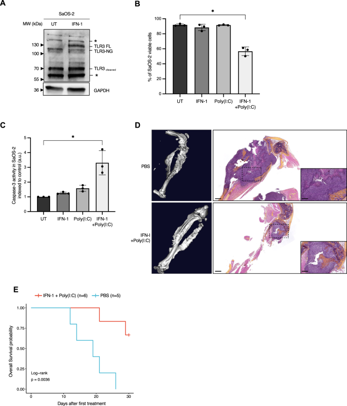 Fig. 2: TLR3 can mediate sarcoma cell death in vitro and in vivo.
