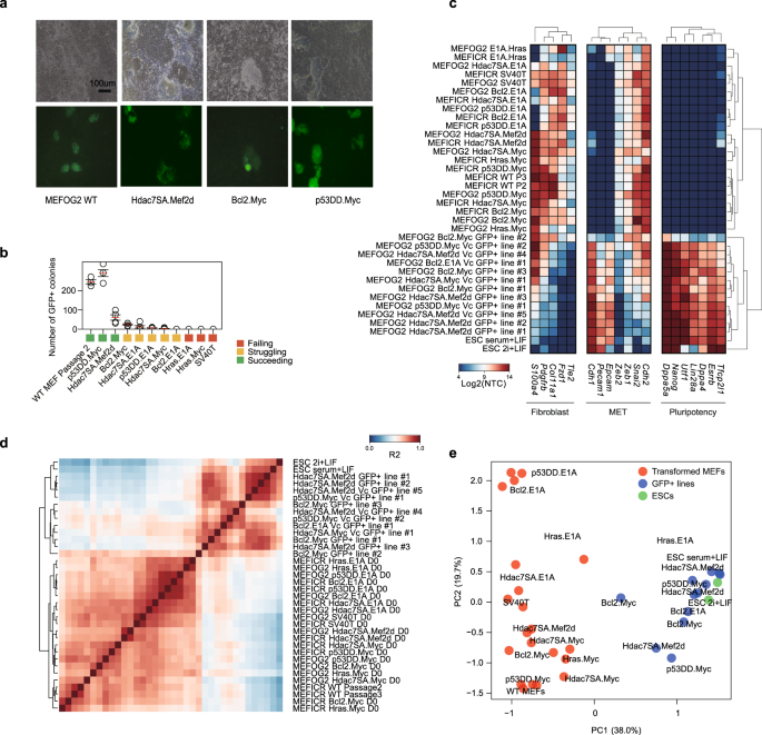 Fig. 2: Characterization of transformed fibroblast cell lines capable and incapable of reprogramming to iPSC-like cells.