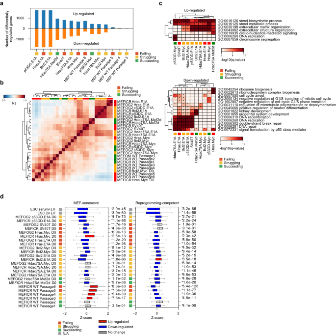 Fig. 3: The immortalized MEFs are widely divergent from wildtype MEFs.