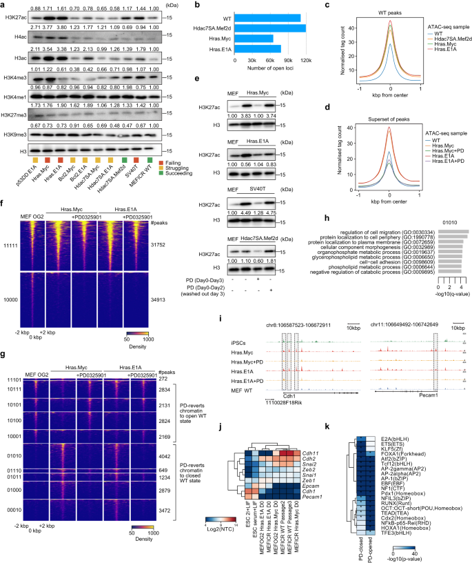 Fig. 6: Inhibition of MEK repairs some epigenetic defects in the transformed MEFs.