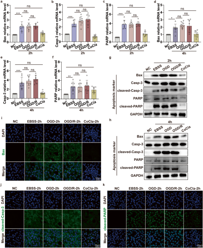 Fig. 4: OGD ischemia and hypoxia model does not alter the ischemic-induced cell apoptosis via the Casp-3/PARP pathway in vitro.