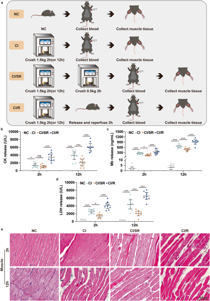 Fig. 5: Delayed step-by-step rather than immediate decompression significantly reduces the severity of skeletal muscle in CI.