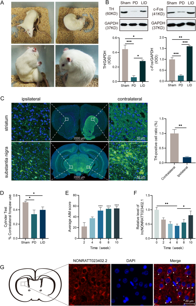 Fig. 1: PD and LID model validation and NONRATT023402.2 and behavioral characteristics of long-term LID models.
