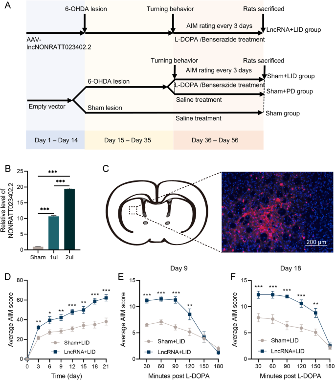 Fig. 2: NONRATT023402.2 overexpression aggravates the AIM of LID rats.