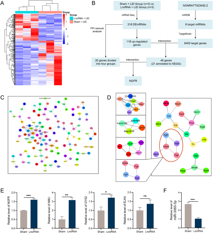 Fig. 3: The mRNA expression signatures of Sham + LID and LncRNA + LID group rats.