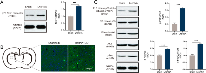 Fig. 4: NONRATT023402.2 overexpression activated NGFR and PI3K/Akt signaling pathways.