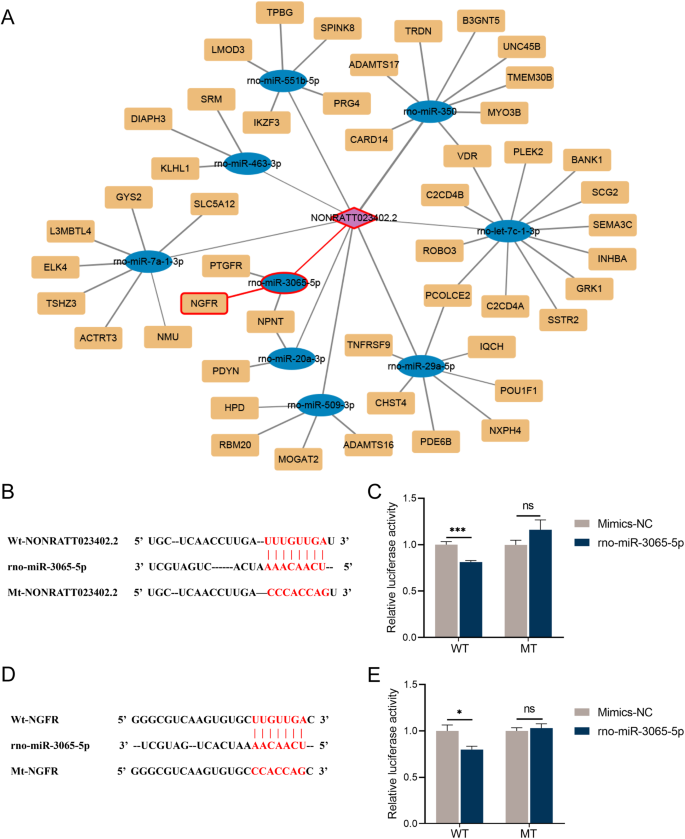 Fig. 5: NONRATT023402.2 might function by sponging rno-miR-3065-5p, which targets the NGFR.
