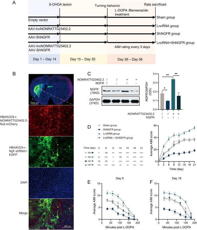 Fig. 6: NGFR knockdown alleviates the AIM of LID rats.