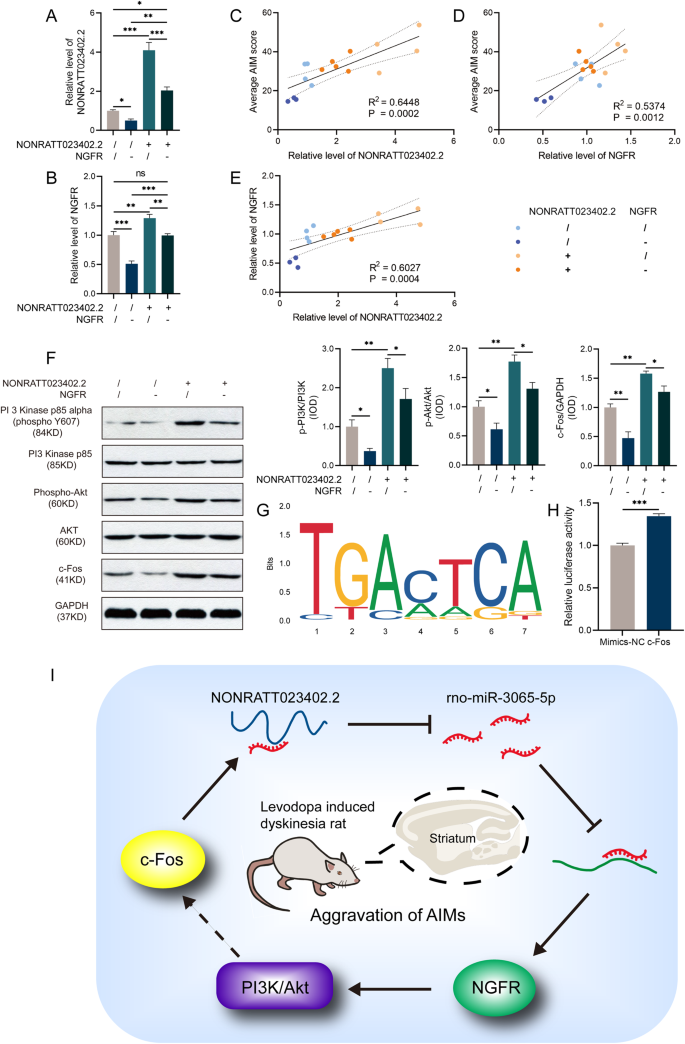 Fig. 7: NGFR knockdown inhibits the PI3K/Akt signaling pathway and c-Fos promotes NONRATT023402.2 expression.