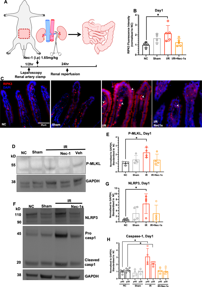 Fig. 3: Renal ischaemia-reperfusion promotes necroptosis and inflammasome activity in small intestine.