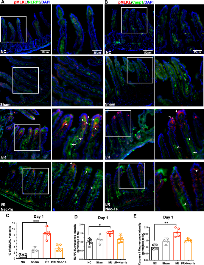 Fig. 4: Visualisation of necroptosis and inflammasome activation in small intestine.