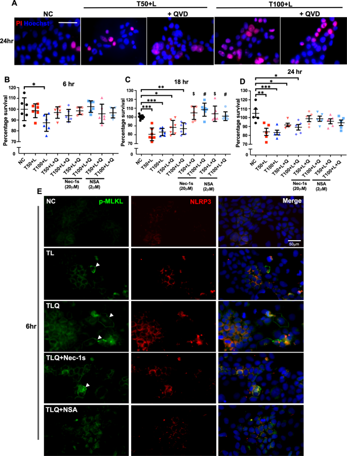 Fig. 5: Induction of necroptosis in Caco-2 cells.