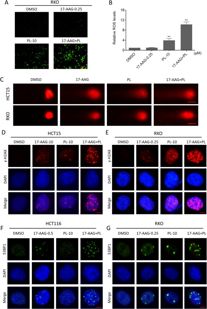 Fig. 2: Combination of PL with 17-AAG increased ROS production and induced DNA damage.