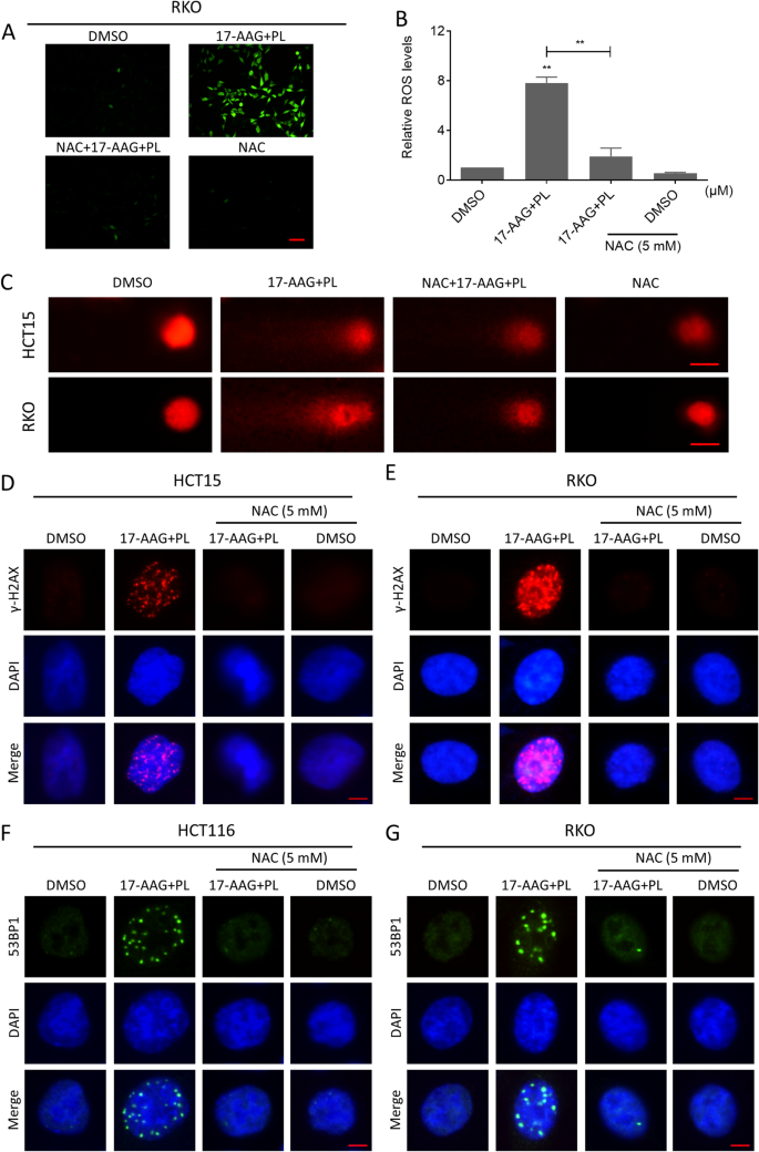 Fig. 3: ROS scavenger reversed the efficacy of the combination treatment.