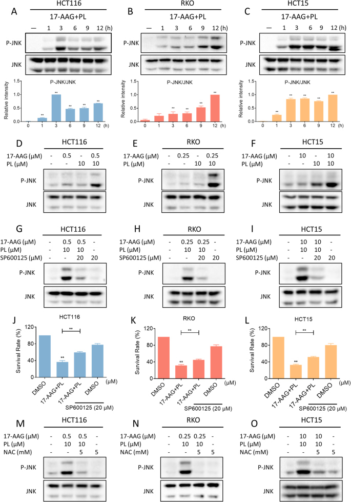 Fig. 5: Combination of PL with 17-AAG activated JNK signaling pathway.