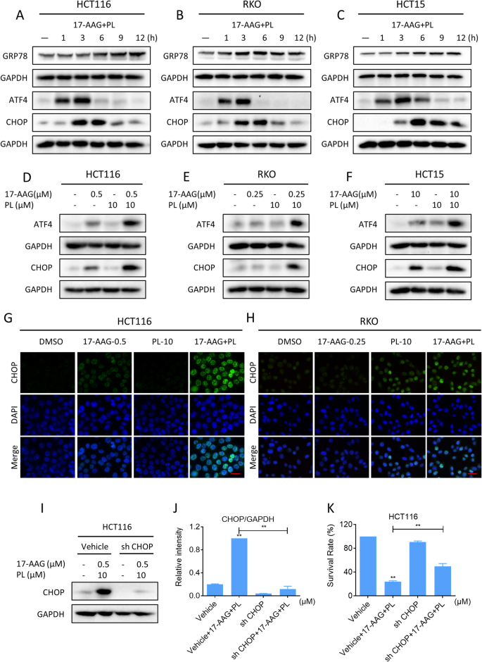 Fig. 6: PL and 17-AAG synergize to induce ER stress in colon cancer cells.
