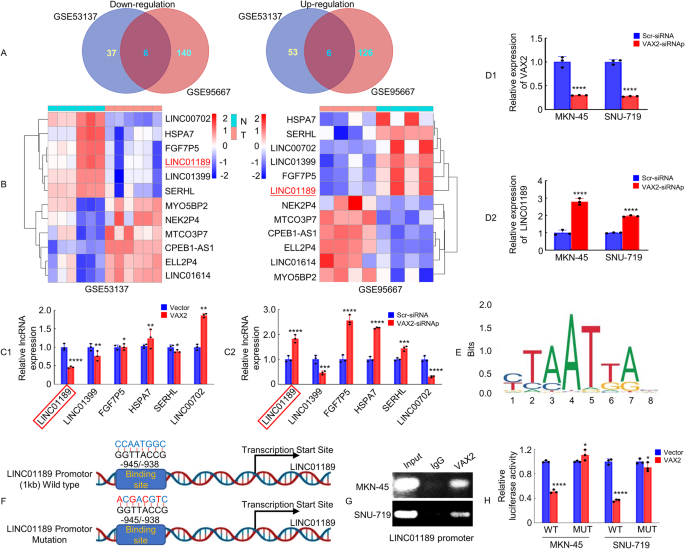 Fig. 2: VAX2 binds specifically to VAX2-binding sites in the LINC01189 promoter.
