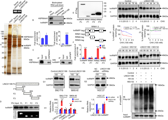 Fig. 5: LINC01189 binds to hnRNPF in human GC cells.