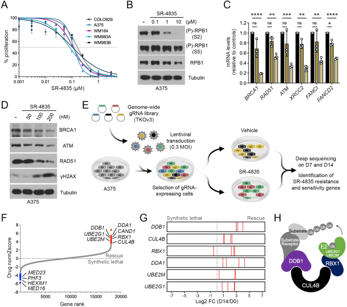 Fig. 1: Characterization of SR-4835 in BRAF-mutated melanoma cells.