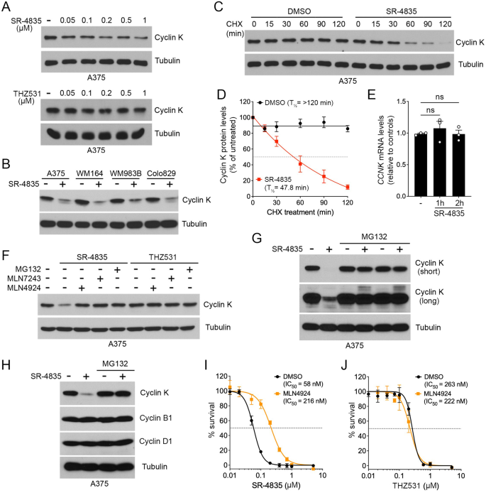 Fig. 2: SR-4835 promotes the proteasomal degradation of cyclin K.