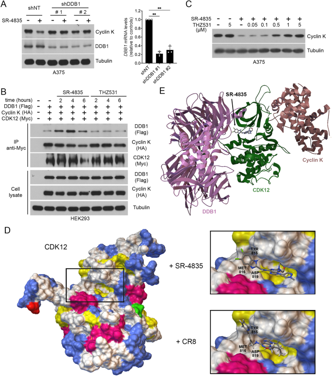 Fig. 3: Active-site engagement of SR-4835 promotes CDK12 binding to DDB1.