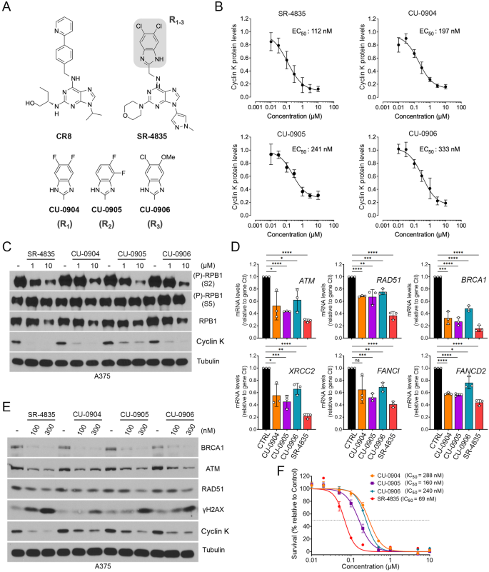 Fig. 4: The benzimidazole side-chain of SR-4835 modulates its molecular glue activity.